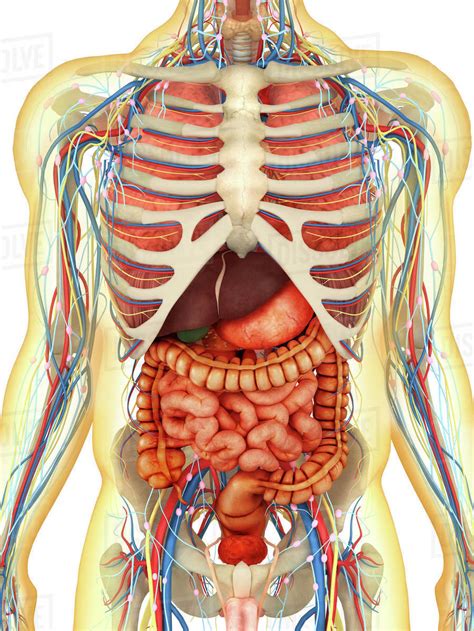 Transparent Human Body With Internal Organs Nervous System Lymphatic