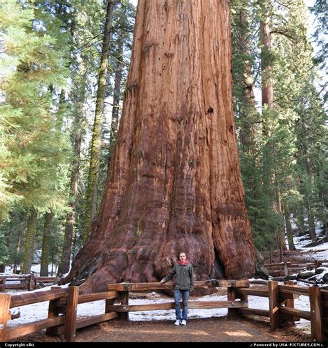 General Sherman Tree Sequoia National Park California Sequoia