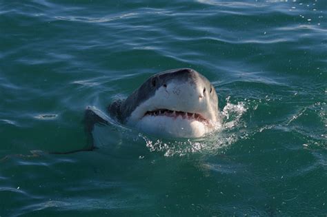 Great White Shark Carcharodon Carcharias Spyhopping In False Bay South