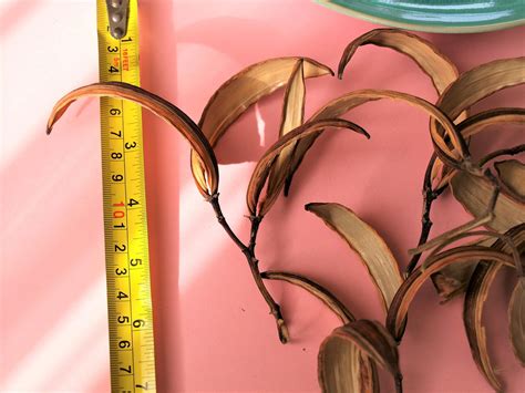 Nerium Oleander Seed Pods Dried Seed Pods Dried Seed Pods Etsy