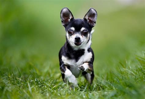 Ollie fresh pet food delivery. Top 5 Best Dog Foods For Chihuahuas 2017 Buyer's Guide