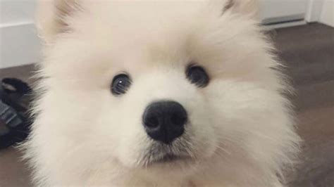 15 Funny Pictures Explaining Why We Love Samoyed Dogs So Much Page 2