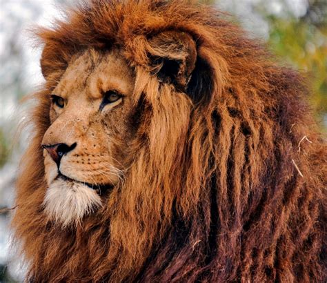 List 94 Pictures The Mane Of A Lion Completed 102023
