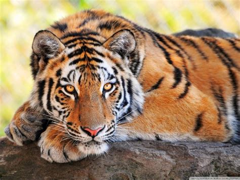Beautiful Tiger Wallpapers Wallpaper 1 Source For Free Awesome
