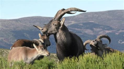 Observación Del Celo De La Cabra Montés Youtube