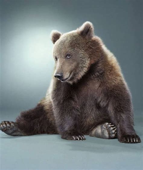 Pin By Ирина Катасонова On Bears Bear Wallpaper Bear