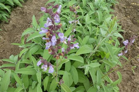 It includes a strong dose of herbs with properties to clear stagnation out of the uterus and improve blood including rose petals, white sage and parsley among others, these herbs provide beauty to all of the senses. How to Grow Common Sage - For Beginners - Wikifarmer