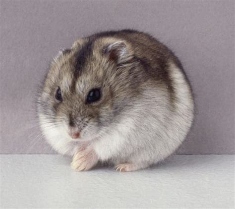 Iepurele este un animal rozator cu regim vegetarian (ierbivor). POZE CU HAMSTERI DRAGUTI - Wroc?awski Informator ...
