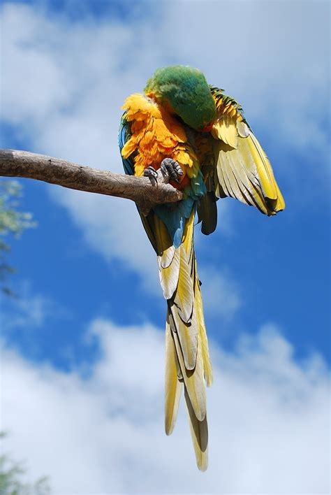 Free Photo Parrot Bird Nature Animal Feather Tropical Wildlife