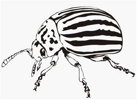 Big Image Colorado Potato Beetle Drawing Png Image Transparent Png