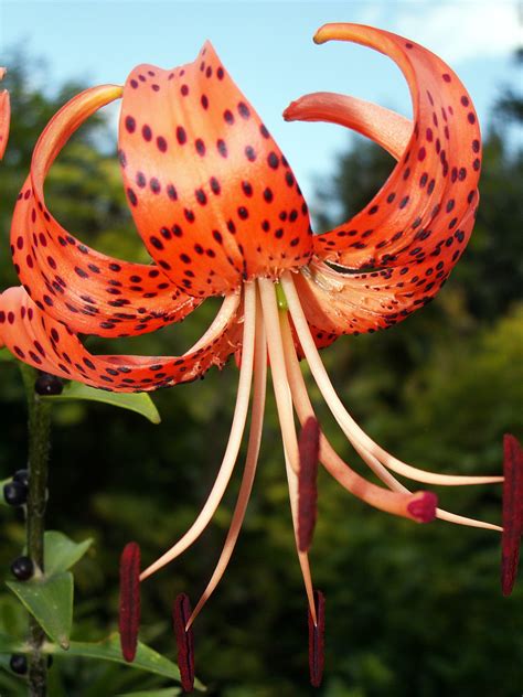 Tiger Lily Photos