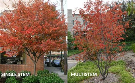 Autumn Brilliance Serviceberry: a Tree for all Seasons