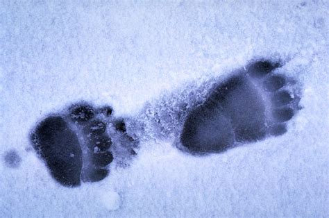 grizzly bear tracks photograph by phil a dotson pixels