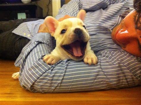 See more of animali carini on facebook. 39 bellissimi cuccioli di bulldog che vi faranno innamorare