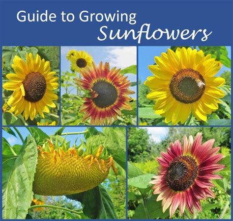 How To Care For Sunflowers Plants How To Grow Giant Sunflower Plants