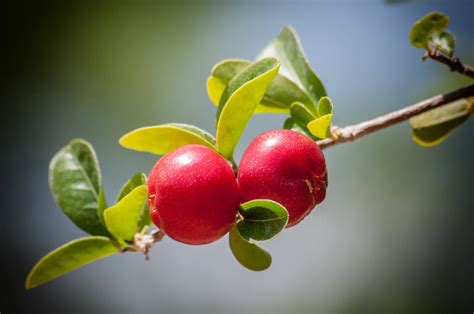 How To Successfully Grow Fruit Trees In Your Backyard