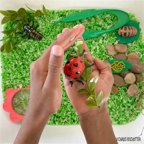 Ladybug Life Cycle Sensory Bin And Activities