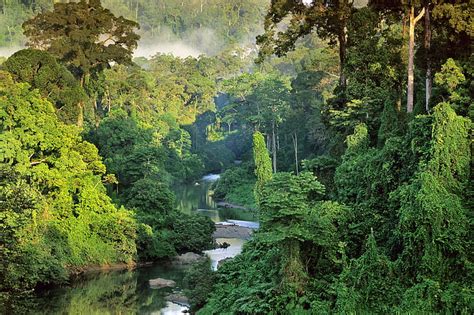 Hd Wallpaper Mist Malaysia Jungle Borneo National Geographic