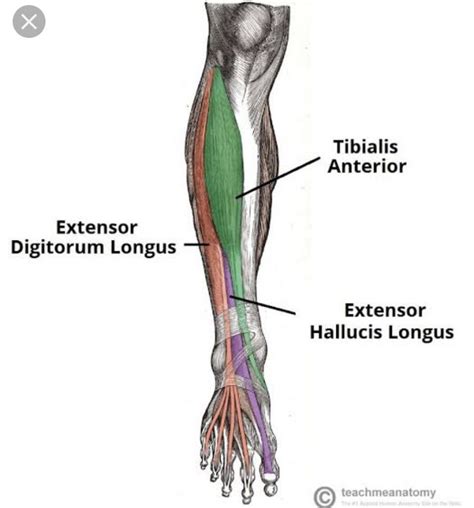 Human leg muscles diagram leg muscle chart gosutalentrankco. Pin by Tejaswi Kothapally on Lower limb dams (With images ...