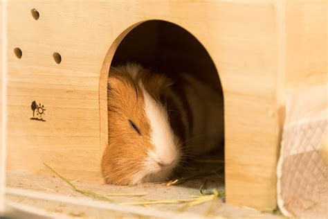 rache denken sie voraus limette meerschweinchen käfig mehrere ebenen bäckerei dramatiker artikel