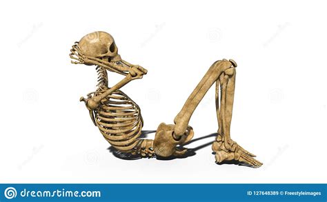 Funny Skeleton Flexing Arm Muscles Human Skeleton Isolated On White