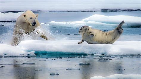 Bbc One The Hunt In The Grip Of The Seasons Arctic Polar