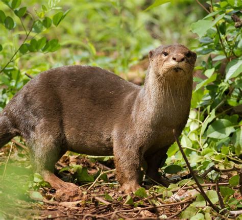 Smooth Coated Otter The Unexpected Visitor In Goas Mangroves