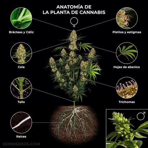 La Planta De Cannabis De Las Raíces A Los Pistilos Sensi Seeds