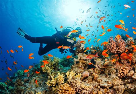 How To Become A Marine Biologist University Magazine