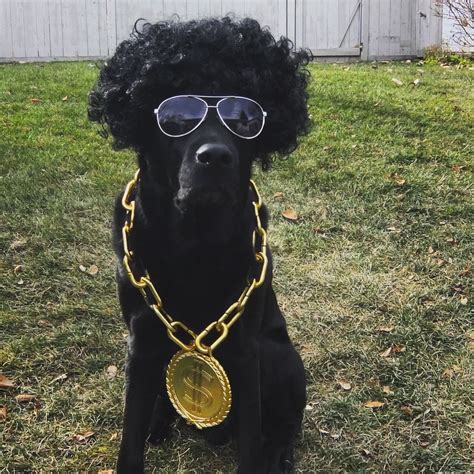 Dog Halloween Costume Rapper Mix Tape Money Chain Cute Puppy