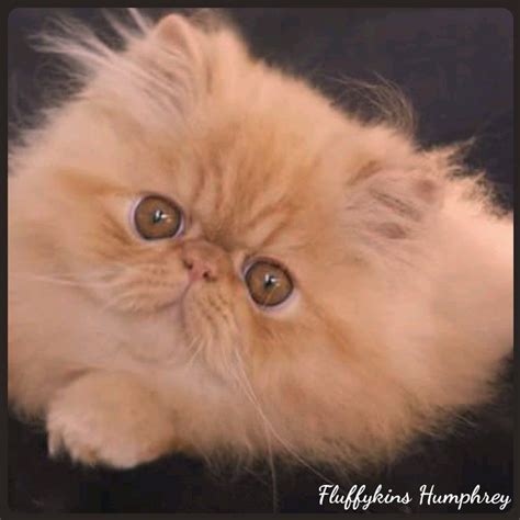 Fluffykins Humphrey Red Solid Persian Kitten Persian Girls Persian