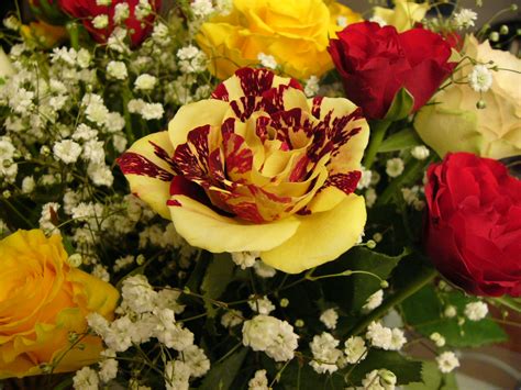 After a long winter, the return of a yellow sun and the subsequent bloom of spring flowers is enough to make most people smile. Gorgeous Roses: The Meaning of Rose Colors 35 PICS