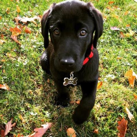 In a recent press release, the american kennel club® (akc) announced the labrador retriever is, once again, the most popular purebred dog in the country. Adorable AKC Black Labrador Retriever Puppy - 10 Weeks Old for Sale in Sparta, New Jersey ...