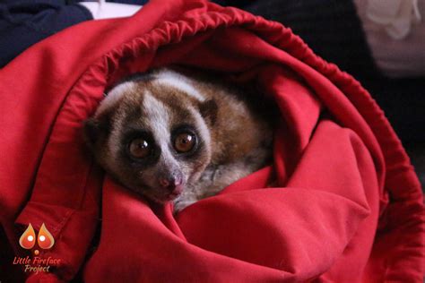 Javan Slow Loris Another Point Of View Of Their Life Threat Little