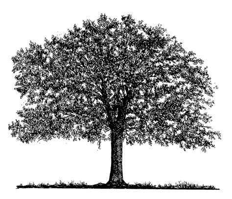 Oak Tree Drawing At Explore Collection Of Oak Tree