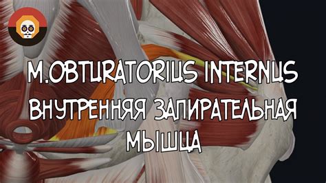 Внутренняя запирательная мышца M Obturatorius Internus 3d Анатомия