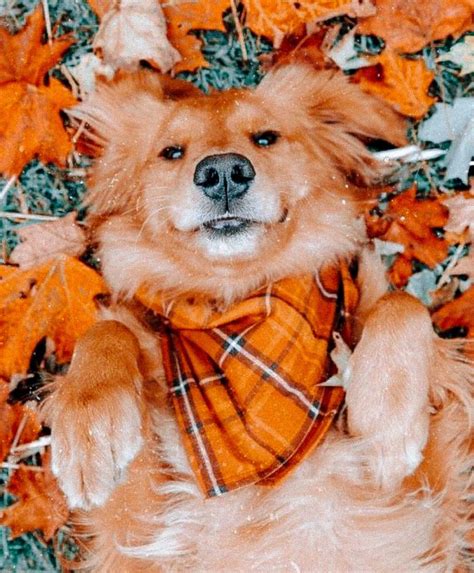 Fall Aesthetic Dog Photoshoot Fall Dog Cute Fall Wallpaper