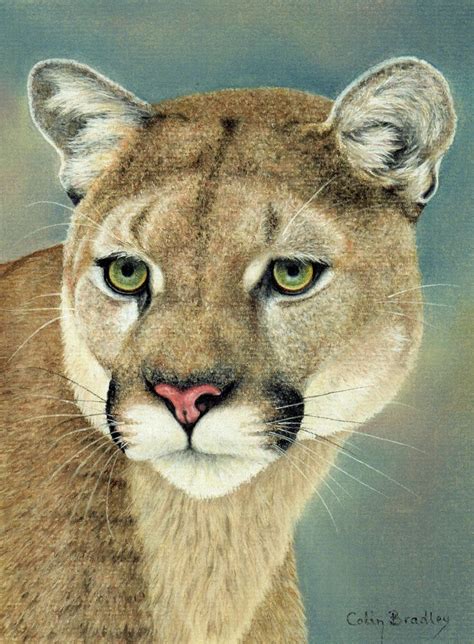 Draw These Animals Using Pastel Pencils Animal Drawings Animals