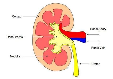 It also defends against disease. Simple kidney diagram