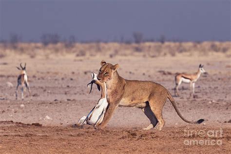 African Lioness With Springbok Prey Photograph By Tony Camachoscience