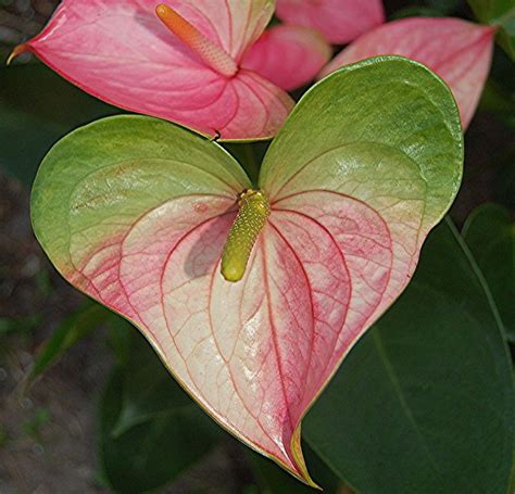 Heart Shaped Pink And Green Anthurium Heart In Nature Nature Photo