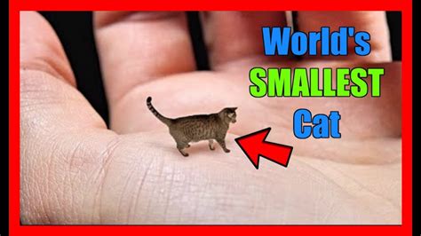 Worlds Smallest Cat Youtube