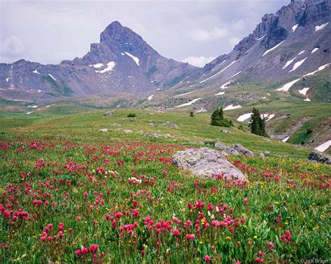 Wetterhorn Wildflowers San Juan Mountains Colorado Mountain