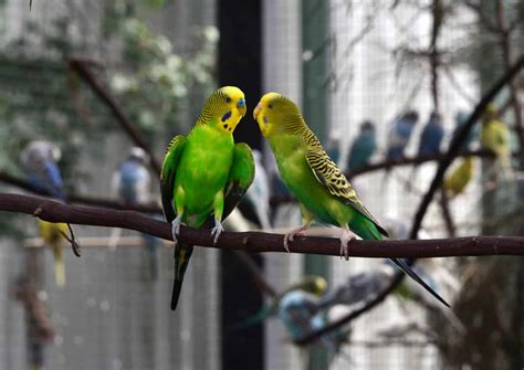 Parakeet Behavior Guide How To Know What They Are Expressing Embora Pets