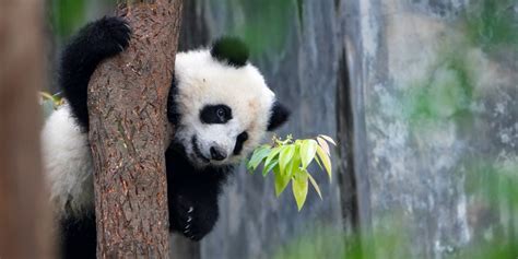 Weird Panda Behavior Explained Giant Pandas In China