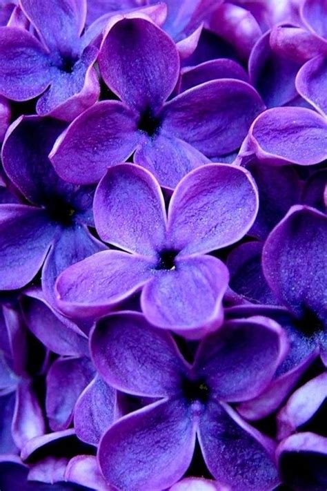Purple│morado Purple Purple Imagenes De Flores Moradas Flores