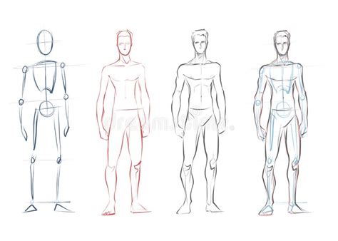 Vector Male Human Body Drawing Sketches Stock Vector Illustration Of