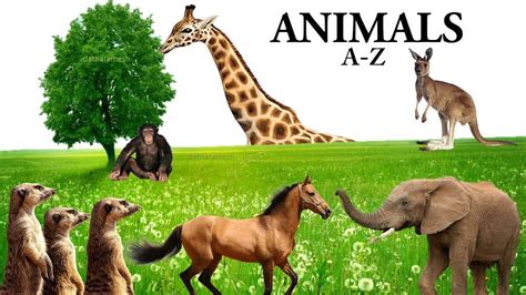 Animals A To Z List