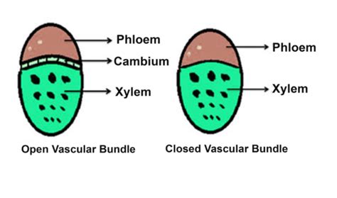 What Is Tissue System And Types In Biology Definition Types And