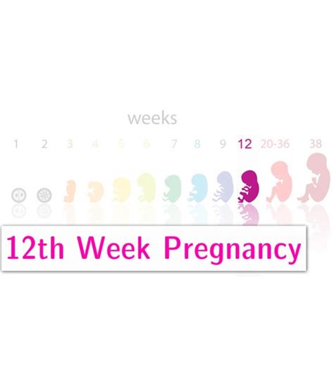 12th Week Pregnancy Symptoms Baby Development And Body Changes
